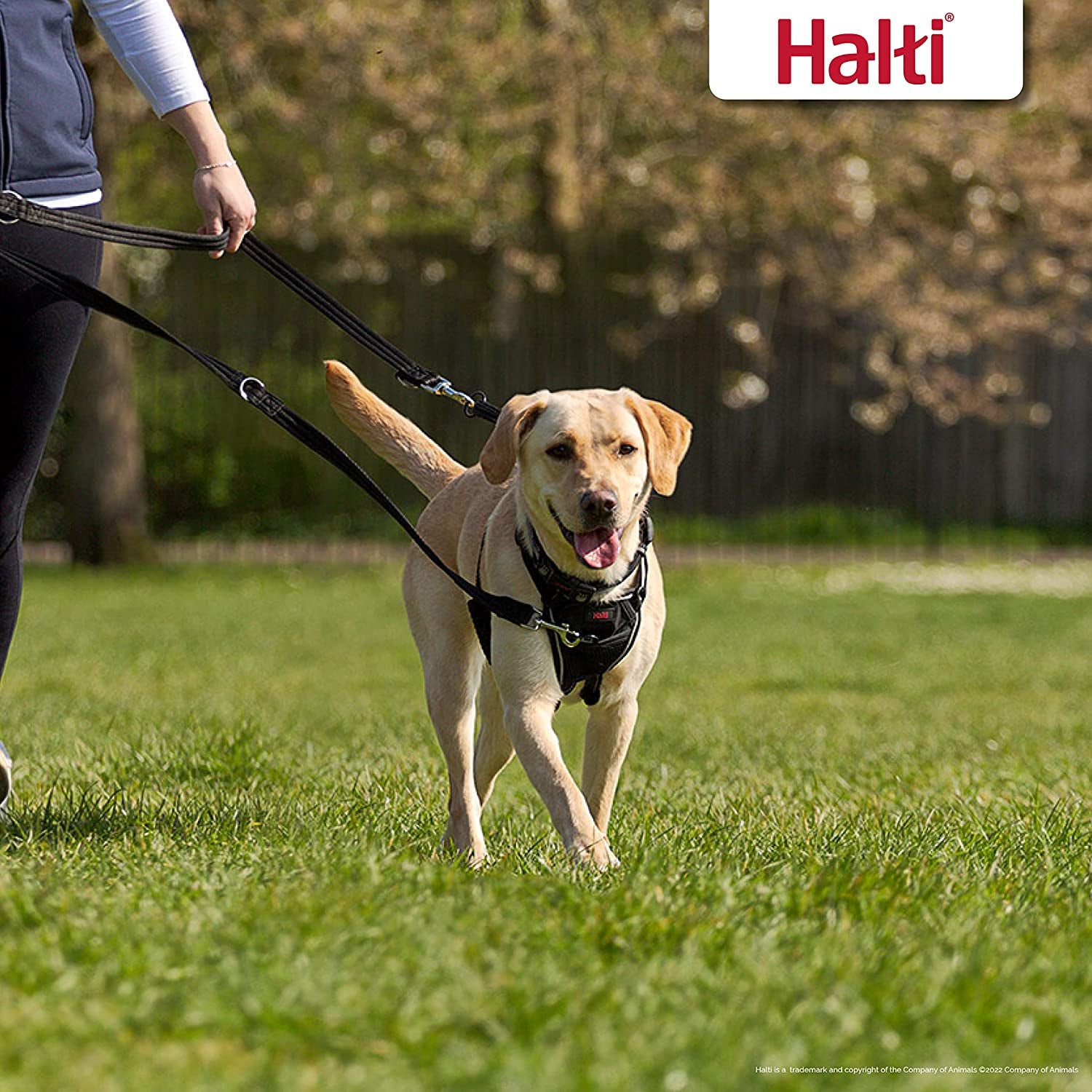 HALTI Training Leash - Multifunctional Double-Ended Dog Leash, Ideal for Anti-Pulling Dog Training. Easy to Use, Lightweight, Soft & Durable. Suitable for Puppies and Small Dogs (Size Small, Black)